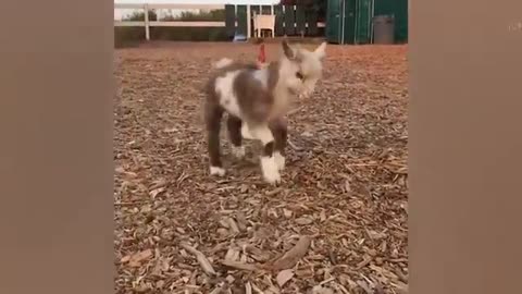 FUNNY ANIMALS VIDEOS