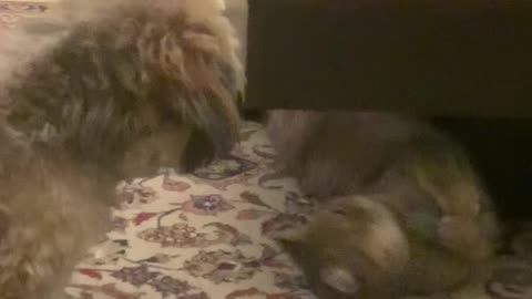 Dog & Cat