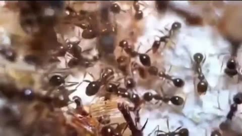 Consider the 🐜 Ant