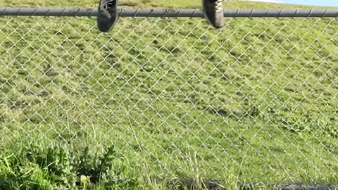 POV: How different animals jumping over a fence