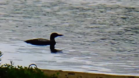 Loon