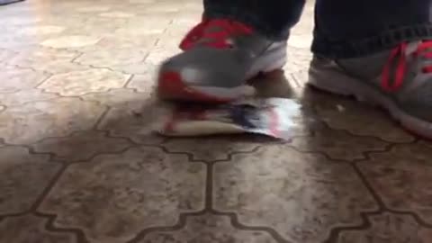Zebra Cake Crushed by Sneakers - Male Content
