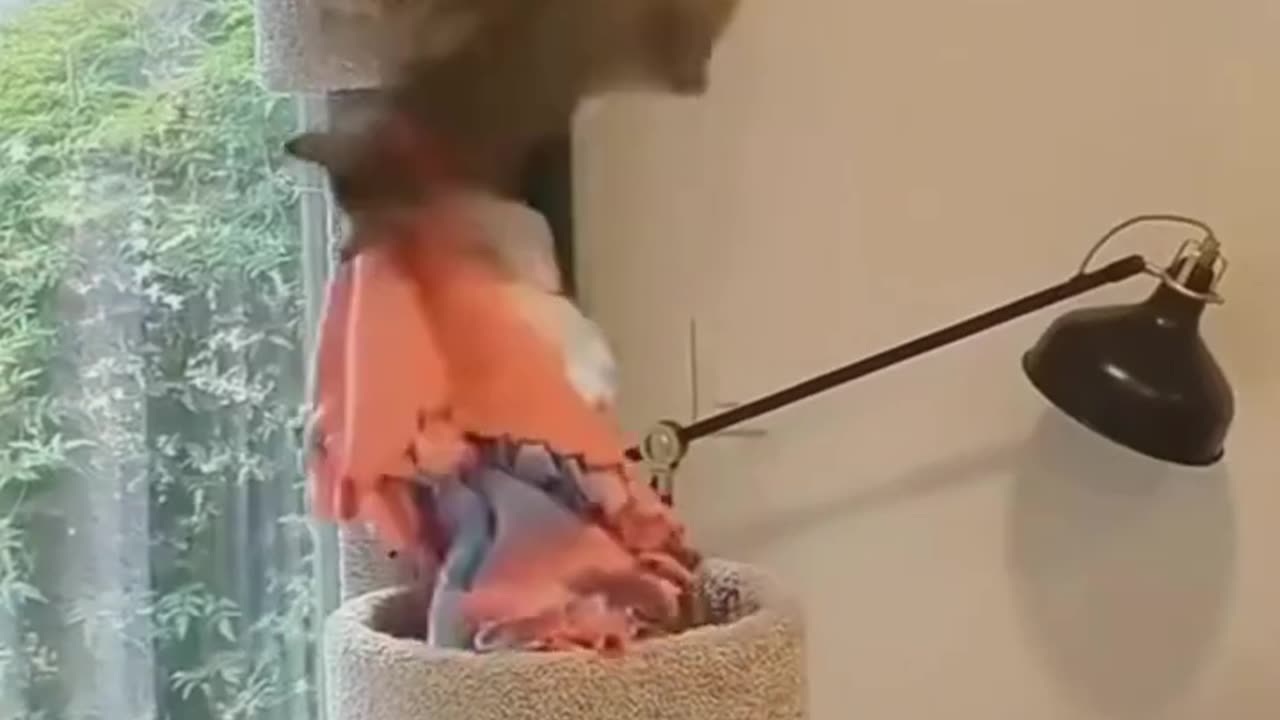 funny cat