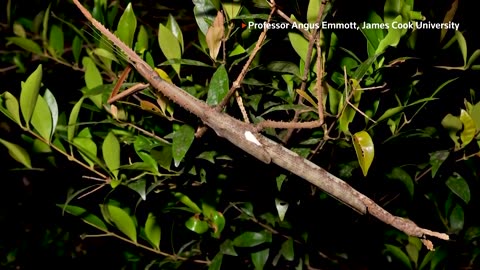 🌳🤣 This Hilarious Stick Disguise Fails! | FunFM