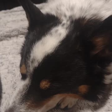 Sleeping Sugar Biscuit (Short) #shorts