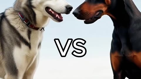 Rottweiler Puppy vs Pitbull puppy