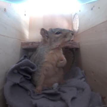 Squirrel hears thunder and clutches his heart.. 🥺