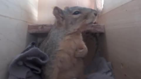 Squirrel hears thunder and clutches his heart.. 🥺