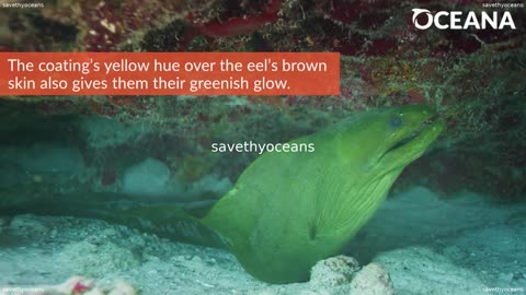 Moray Eel Lean And Green Oceana