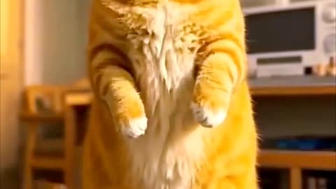 Amazing Cat 57