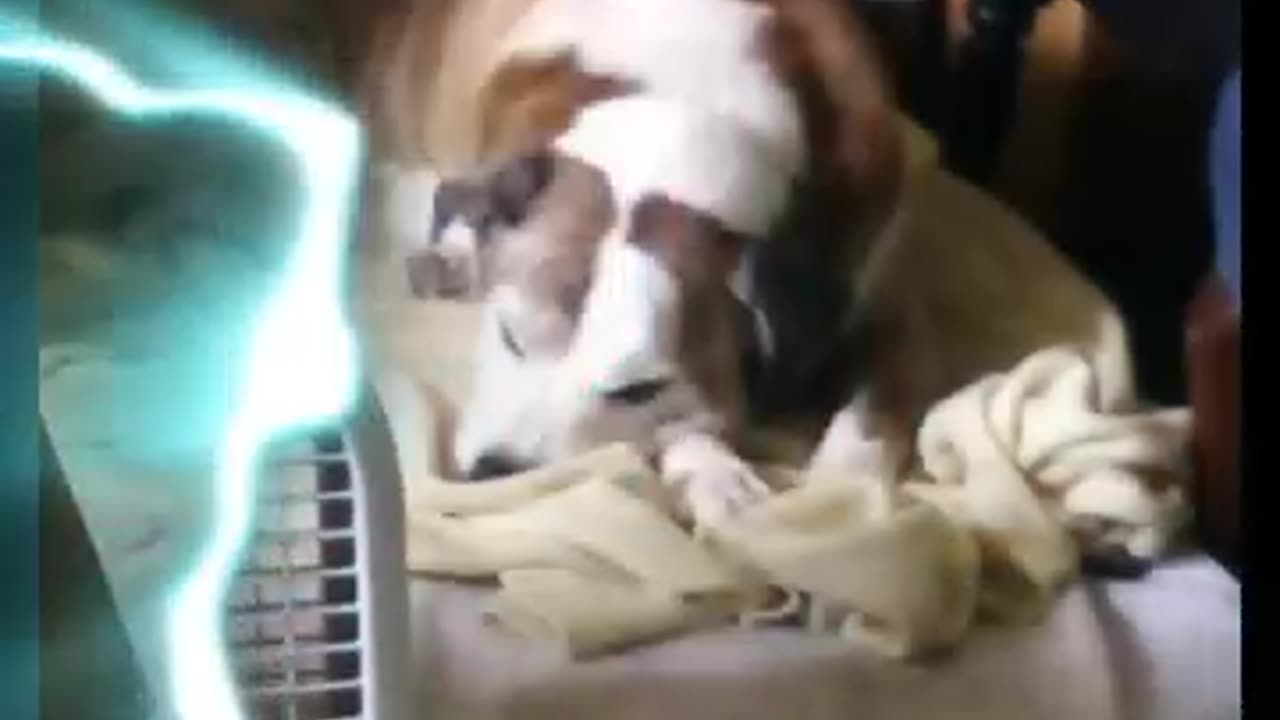 Meet MY Nephew Dog Gunther!