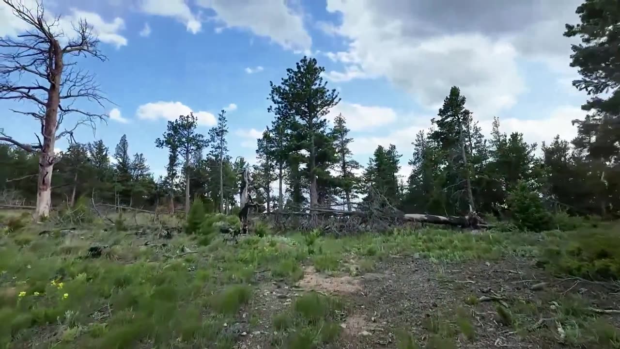 David Wilcock LIVE - Angels for Peace 6-29-25