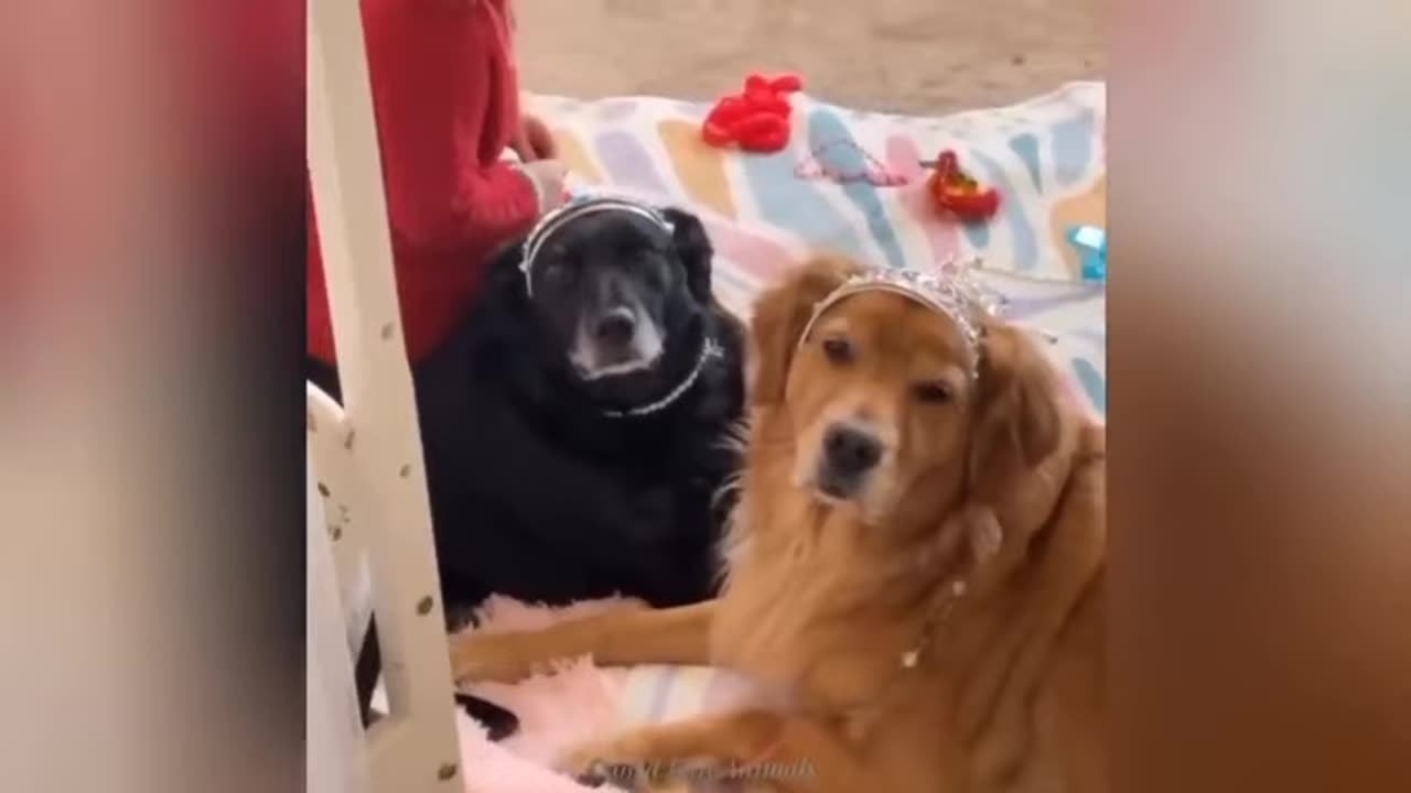 try not to laugh, funny animals part 55