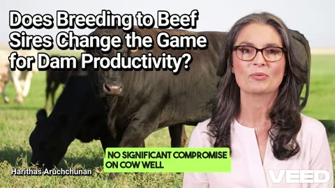Beef Breeding:Boosting Dairy Productivity