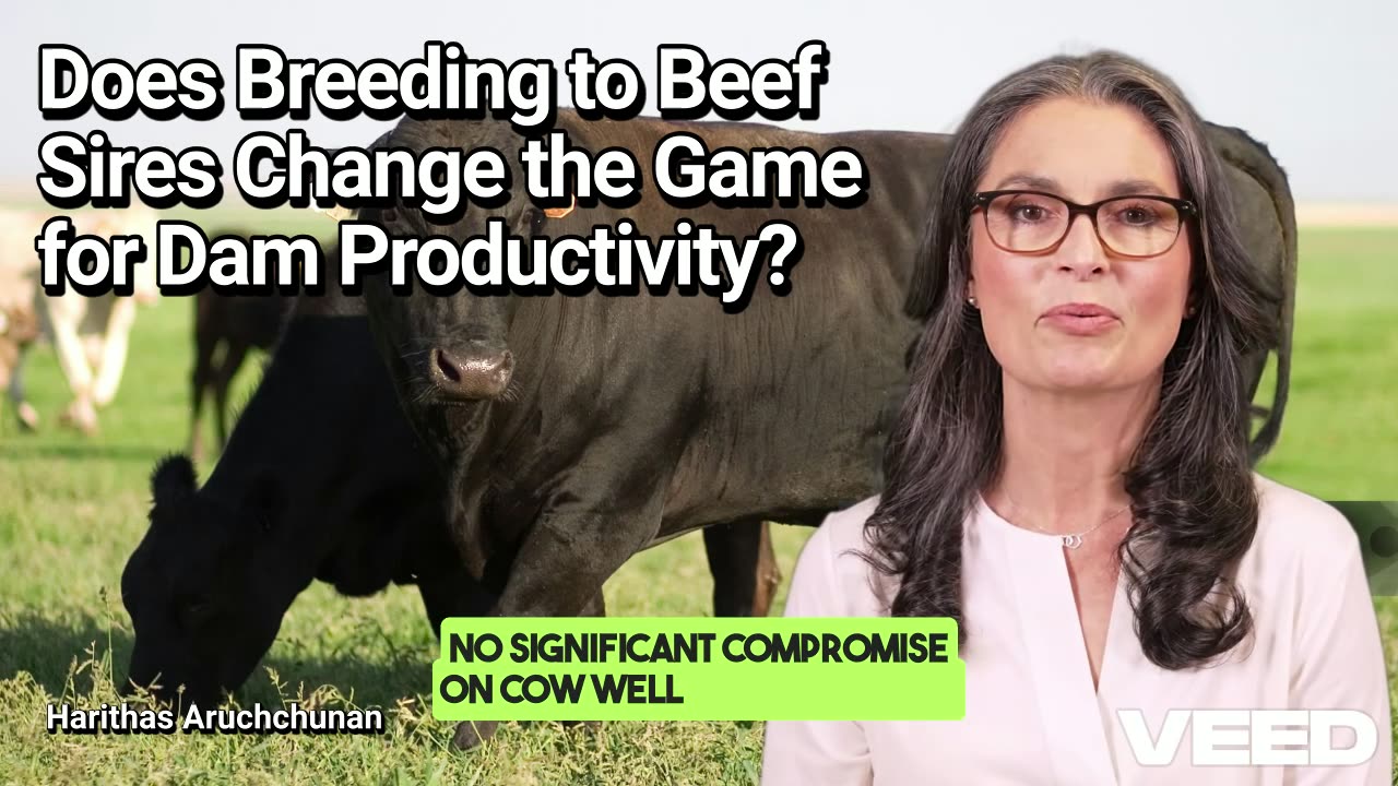 Beef Breeding:Boosting Dairy Productivity
