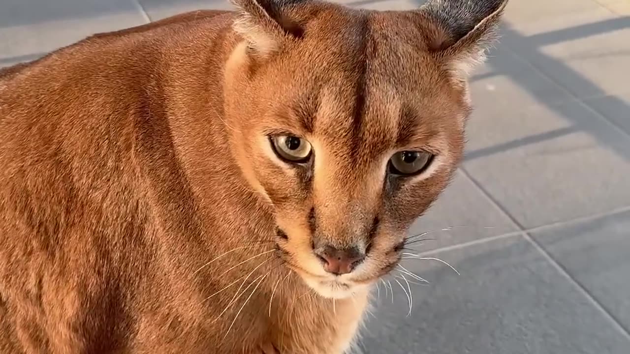 Puma is happy to see you 😁