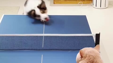 cat and dog game