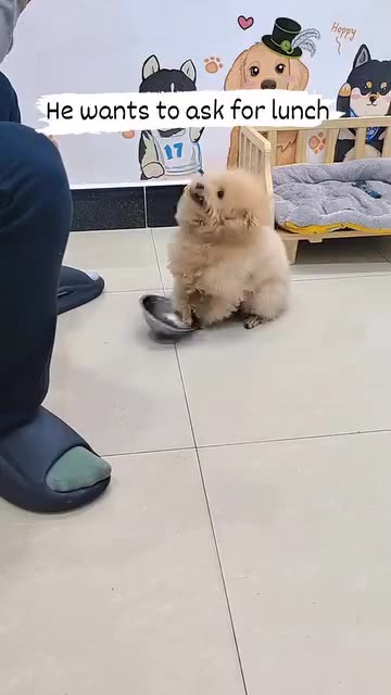 This Dog Wants to Ask for Lunch! 🐶🍽️"*