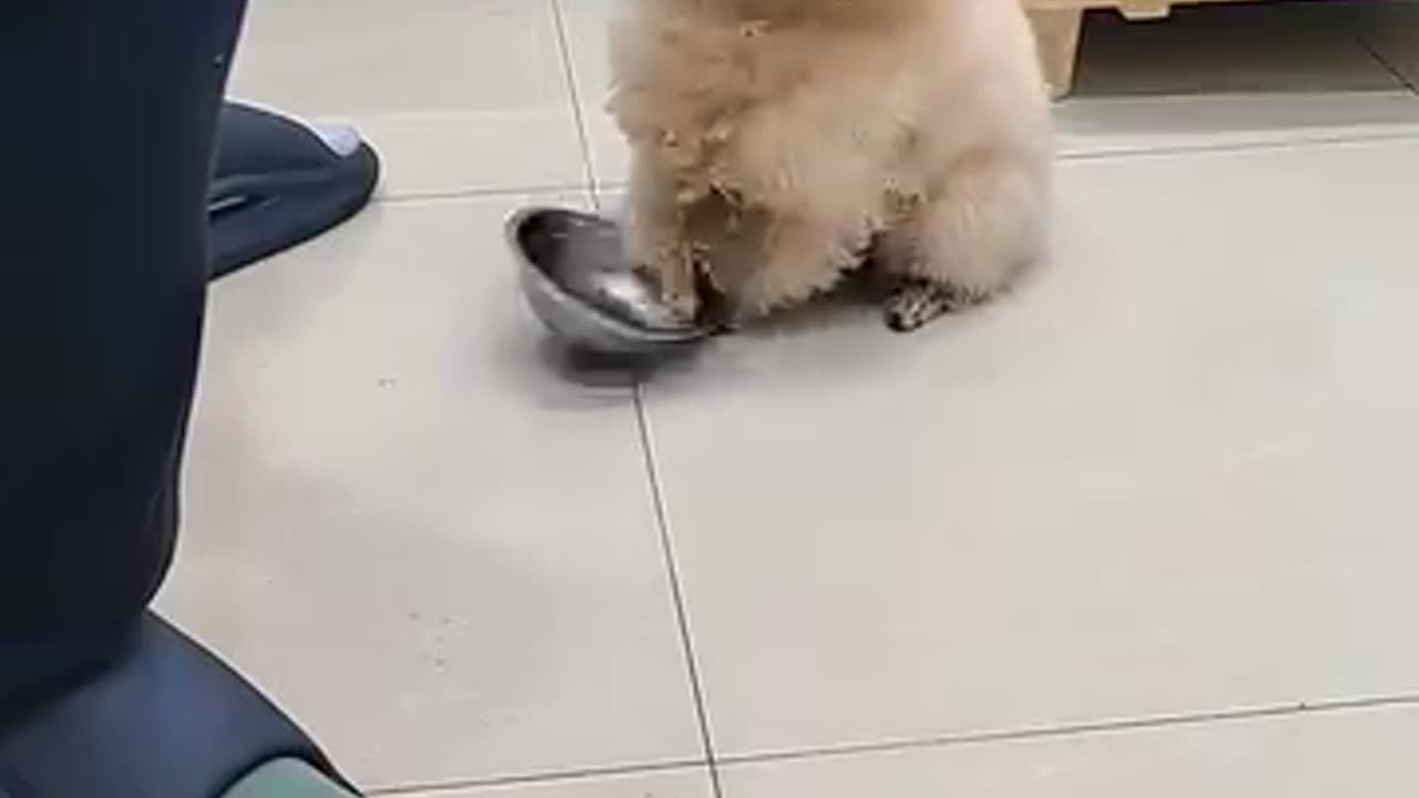 This Dog Wants to Ask for Lunch! 🐶🍽️"*