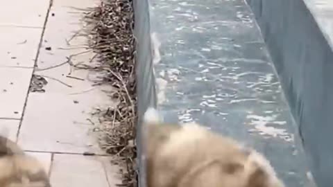 Funny Cute Puppies