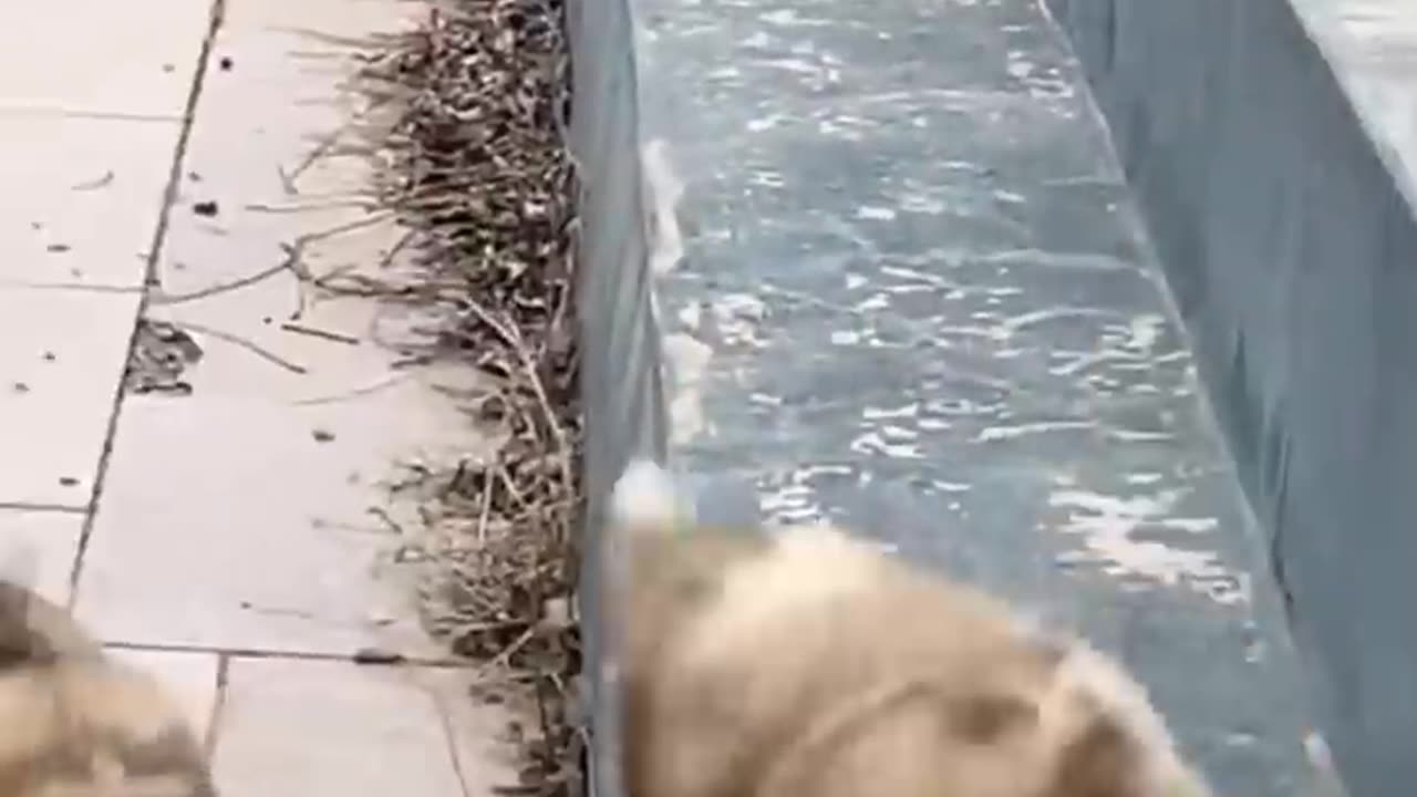 Funny Cute Puppies