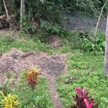 Peaceful Afternoon Rain at the Farm 🌧️🌿 | Expat in the Philippines
