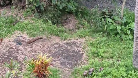 Peaceful Afternoon Rain at the Farm 🌧️🌿 | Expat in the Philippines