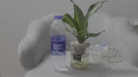 You can see the snake plant in my office_01_ Date 09.08