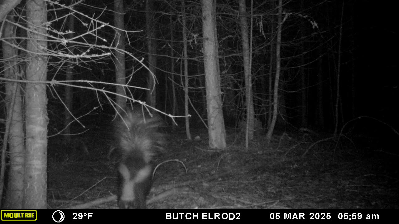 Skunks!