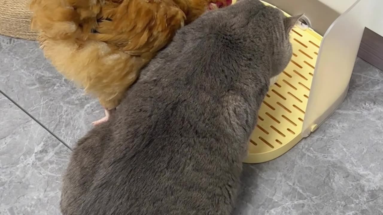 Cat vs. Chicken: Who’s the Boss Here? 😂