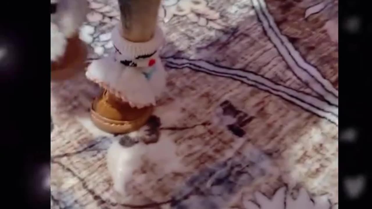 Mira como visten a este cachorro