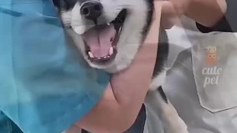 Funny animal videos\try not to laugh