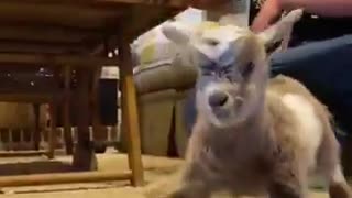 Baby Goat's First Stand