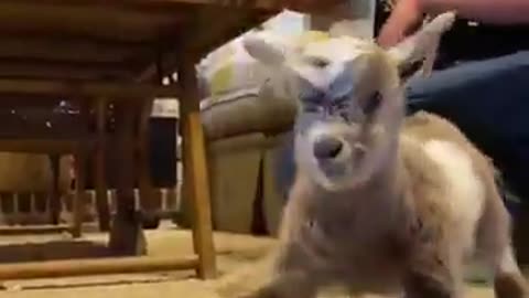 Baby Goat's First Stand
