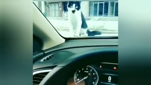 TOP 50 MOST POPULAR FUNNY ANİMAL VİDEOS!!! - Part 2