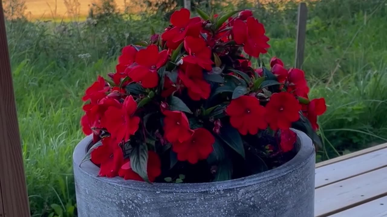 Beautiful Summer Flower