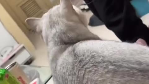 😂🐱 This Cat's Protective Instincts Are INSANE! | FunFM