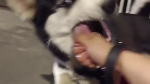 I didn't expect that you were a real dog