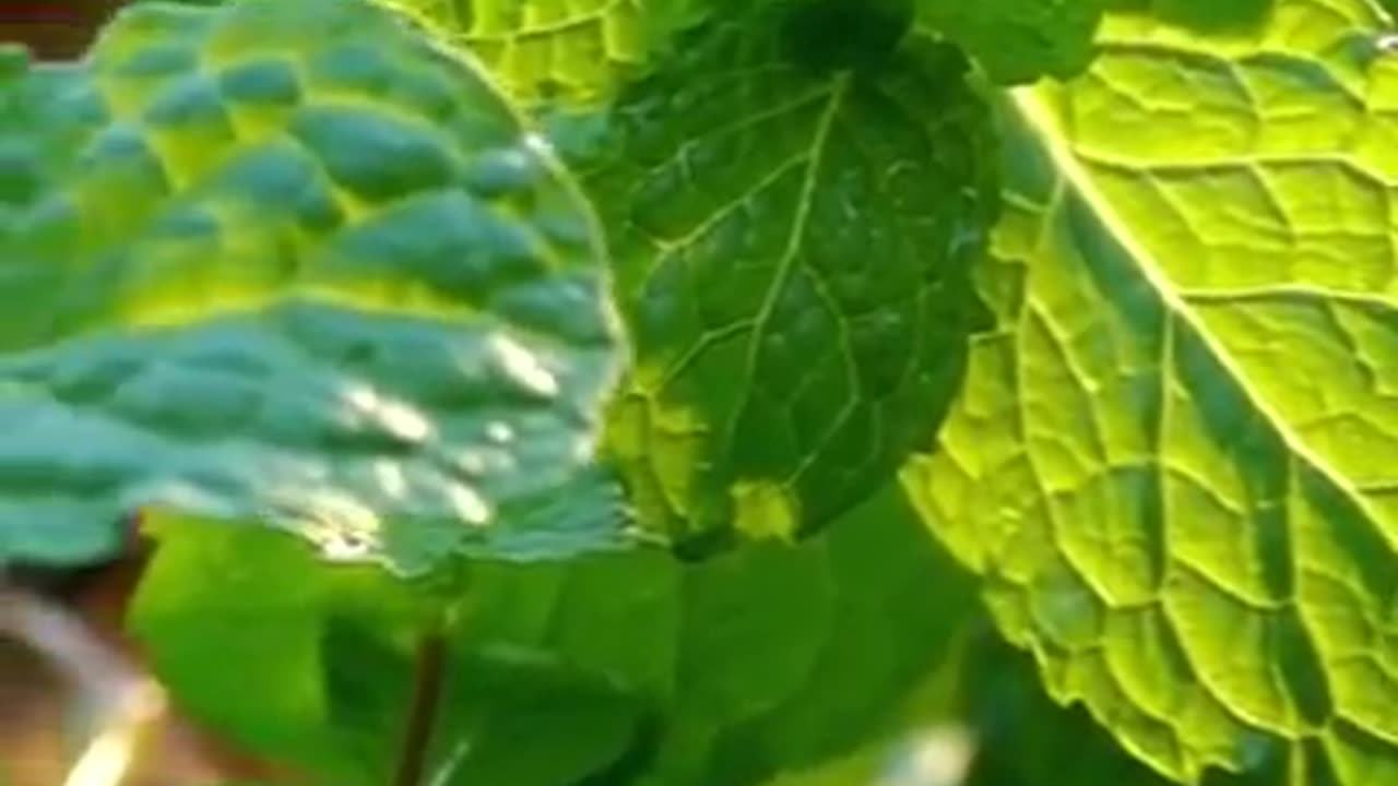 Podina Khane Ke Fayde