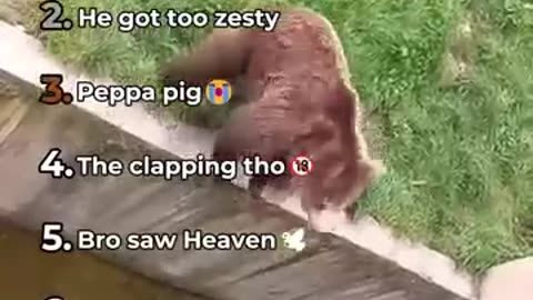 Ranking Best Memes On Internet