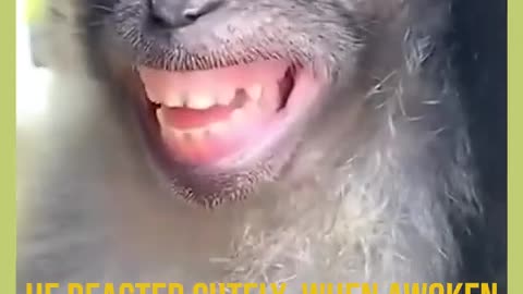 Funny animals | Funny sleepy monkey...😂