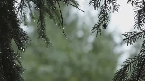 Relaxing Rain Forest Sounds