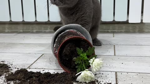Cat Acts Innocent Next to Toppled Flower Pot