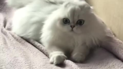 From Cute to Hilarious! The Best Pet Compilation! 😹🚀