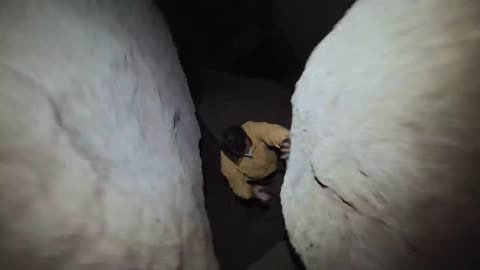 I find hundreds of elongated skulls in Peru