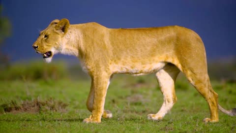 Lioness in the African Savannah