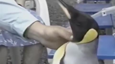 Penguin life in Japan