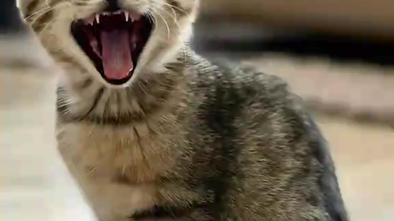 .....I got CAT Class, and I Got CAT Style.