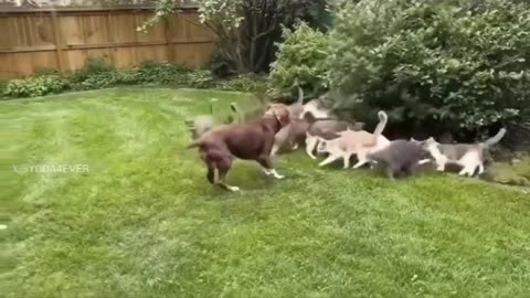 Cat's Hommies To The RESCUE!