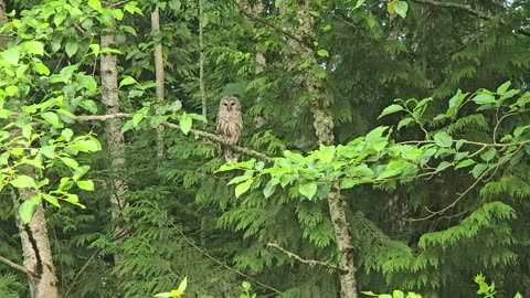 Barred Owl - Early Morning Hunt for the Unsuspecting 🦉
